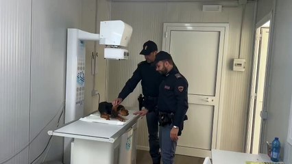 cane-investito-la-polizia-lancia-una-raccolta-fondi-1637563990.mp4