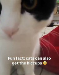 🐱 Dive into the paws-itively adorable world of #CatsofInstagram! In this v