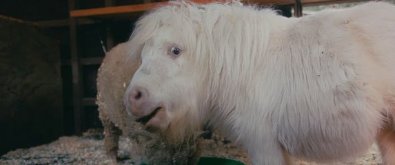 Hochstapler und Ponys Trailer OmdU