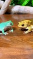 #frog #greenleaf #goldenleaf #couplelife #battlefield #animalworld #sn2sg #cutecouple #sunnight #feedingtime #sunnightmusic #reaction #sunnightpop #foodhunter #bothlivesinmyveins #rapbattle #hiphopanimal #grow #matured #lovenature #behaveyourself