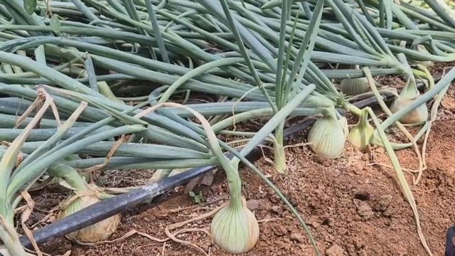 Bacterias y hongos afectan cultivos de cebolla, provocando una baja en la producción