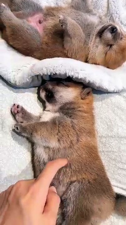 Meow & Woof Universe