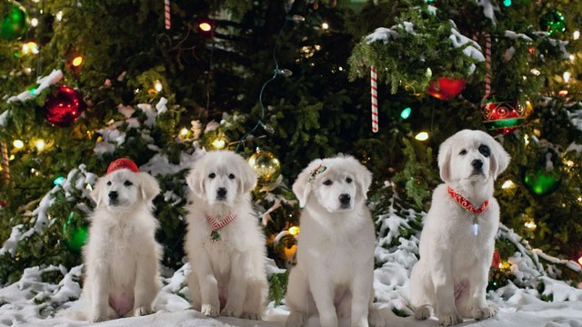 Les chiots Noël, la relève est arrivée