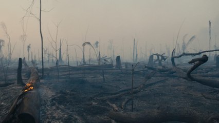 La forêt amazonienne : notre terre