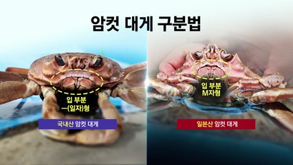 '국가가 금지한 맛?' 일본산 둔갑한 대게...입 모양으로 구분하세요 / YTN
