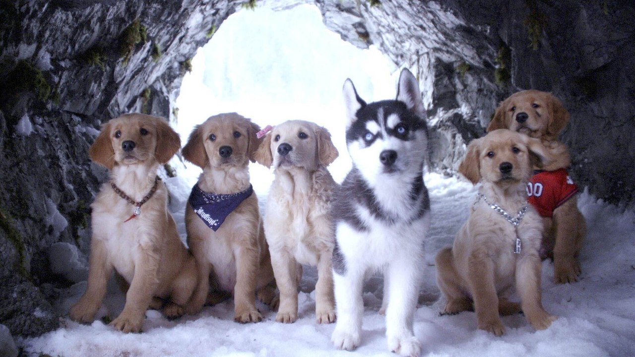 Les copains des neiges