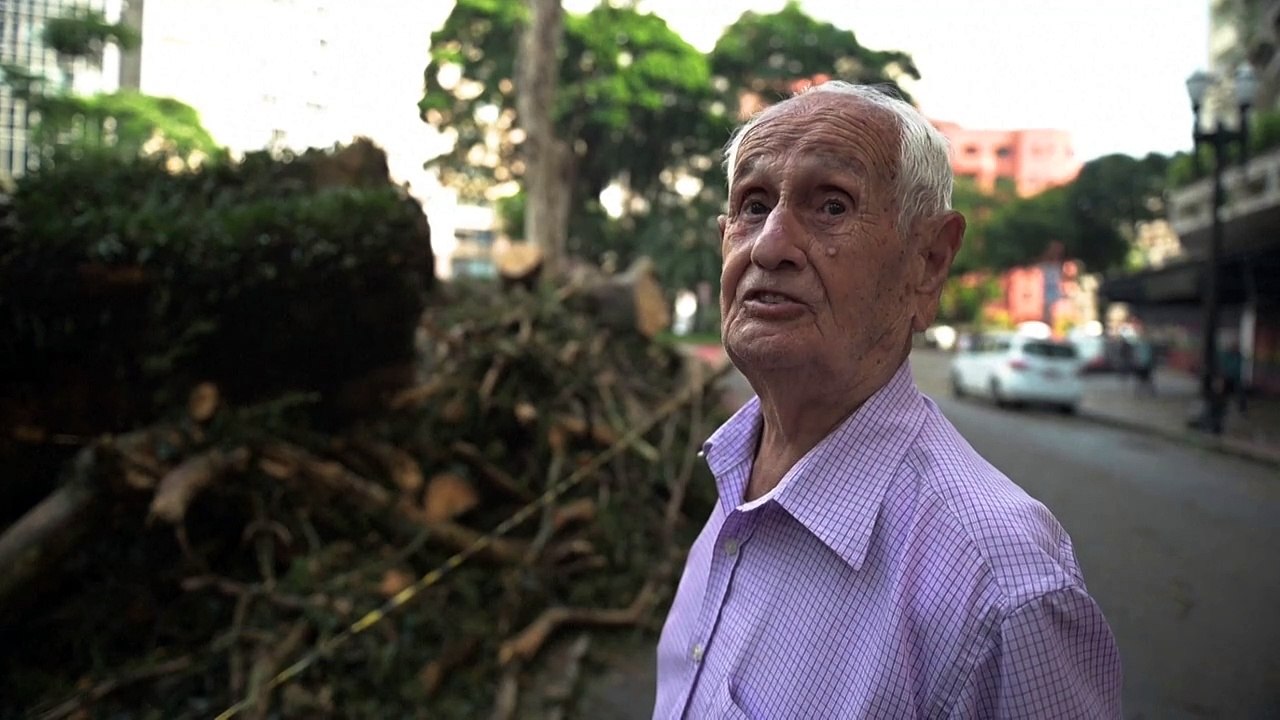 Chuva derruba a terceira árvore mais antiga de São Paulo