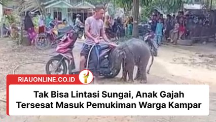 Tak Bisa Lintasi Sungai, Anak Gajah Tersesat Masuk Pemukiman Warga Kampar