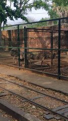 Parque Zoológico del Centenario- Mérida - Yucatán