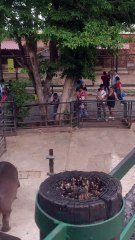 Parque Zoológico del Centenario- Mérida - Yucatán