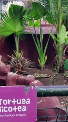 Parque Zoológico del Centenario- Mérida - Yucatán