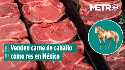 Venden carne de caballo como res en México; EE. UU. busca detener exportación para consumo humano