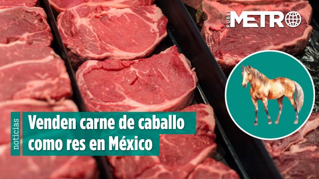 Venden carne de caballo como res en México; EE. UU. busca detener exportación para consumo humano