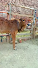 #trendwing #viral #usa #shortvideo #viralvideos #animals #nature #cow #cowbaby #innocent #petslife