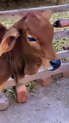 #trendwing #viral #usa #shortvideo #viralvideos #animals #nature #cow #cowbaby #innocent #petslife