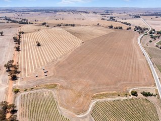 Heading to auction, two paddocks at Auburn in SA's Mid North.