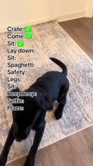Training video tutorials in bio!! #puppy #dogshorts