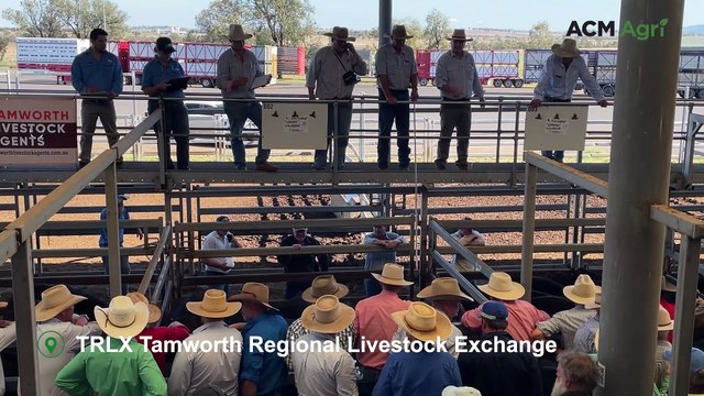 Pen of steers sells strong at Tamworth store cattle sale