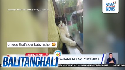 Alagang pusa, agaw-pansin ang cuteness sa loob ng bus | Balitanghali
