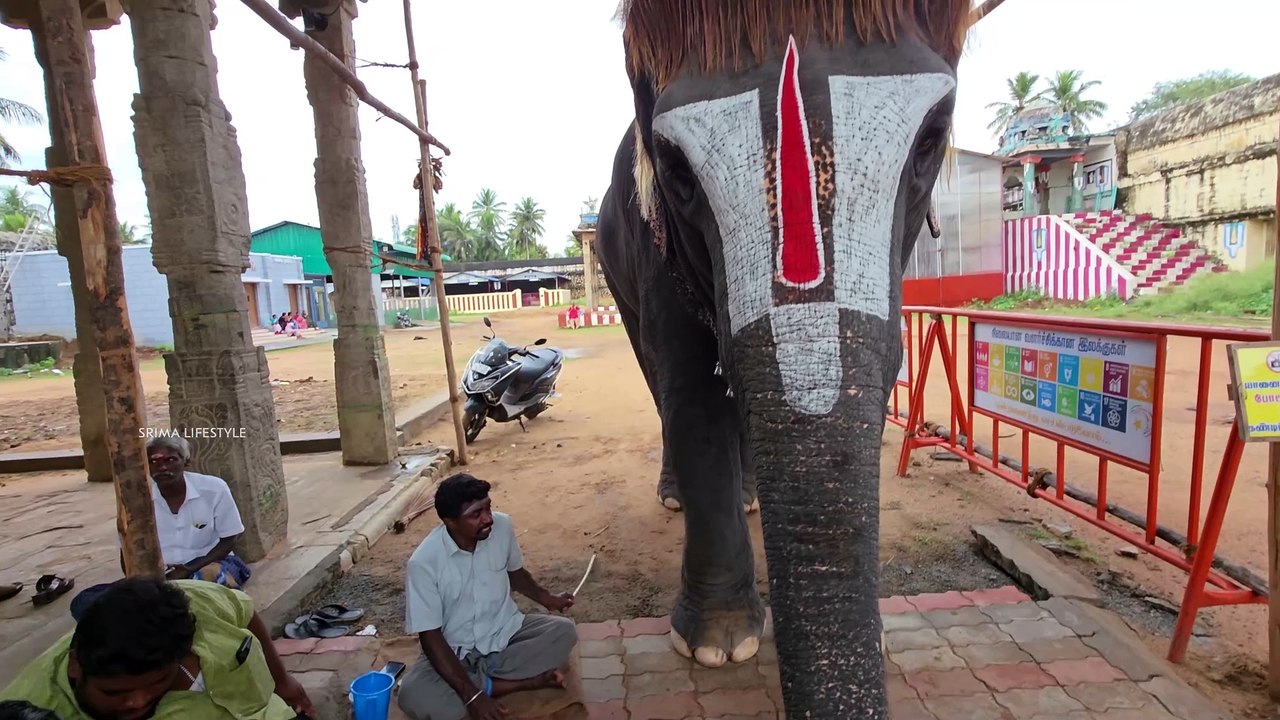 செங்கமலத்திற்கு கொழுகட்டை😍!! Jolly-அ சாப்பிடுது💥!! | Mannargudi Big temple
