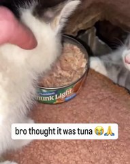 🌟 Welcome to the ultimate feline showcase! 🐾 Dive into our compilation fe