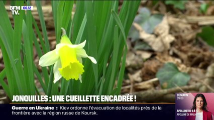 Jonquilles: les règles à connaître pour les cueillir