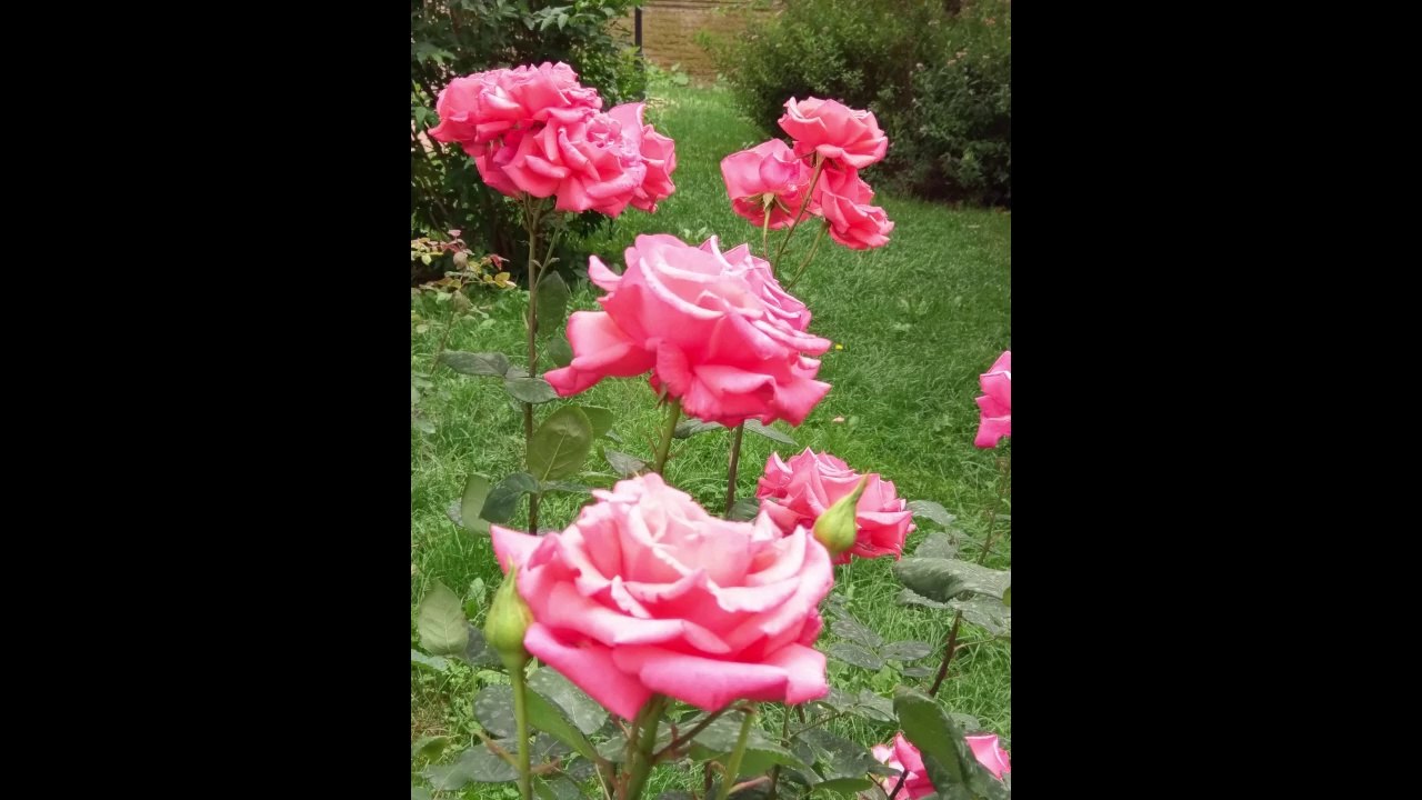 A Morning in Cornwall - Claudia Hirschfeld Horea Crishan