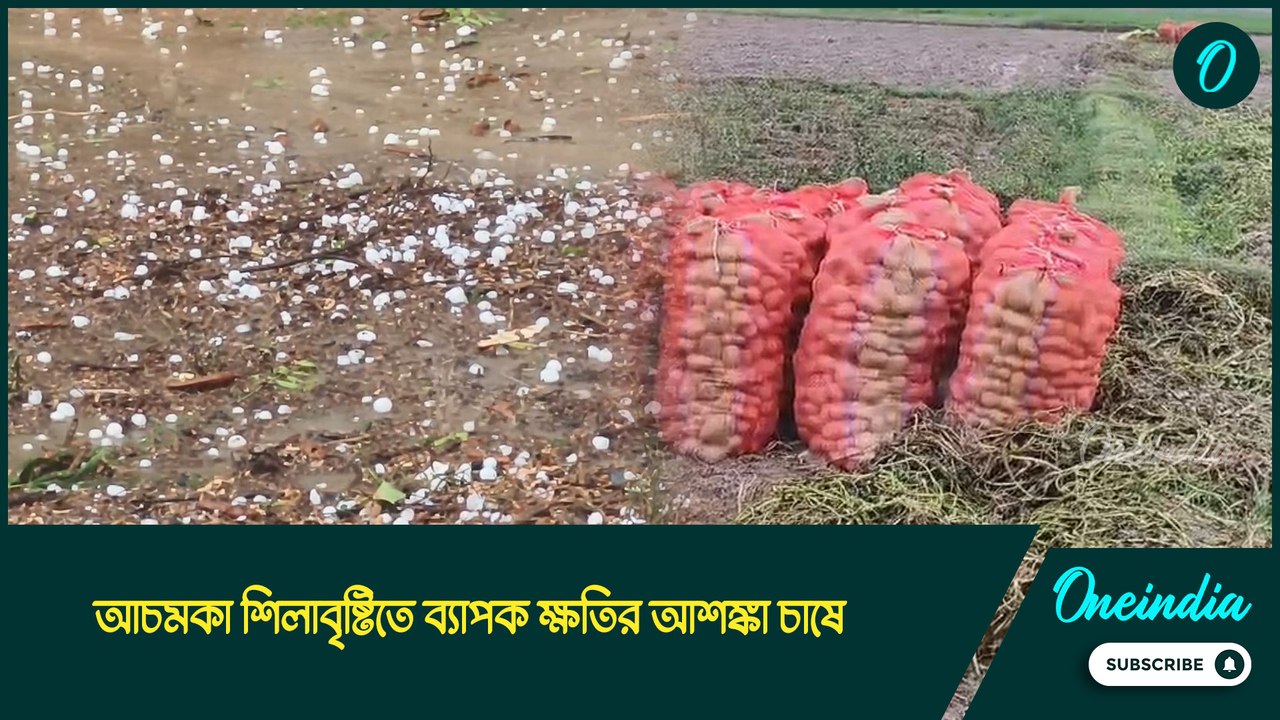 Hailstorm |আচমকা শিলাবৃষ্টিতে ব্যাপক ক্ষতির আশঙ্কা চাষে, আবার বাড়বে আলুর দাম?