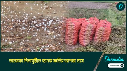 Hailstorm |আচমকা শিলাবৃষ্টিতে ব্যাপক ক্ষতির আশঙ্কা চাষে, আবার বাড়বে আলুর দাম?