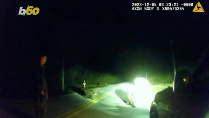 These Two Little Bear Cubs Were Found Walking on the Side of the Road in Florida