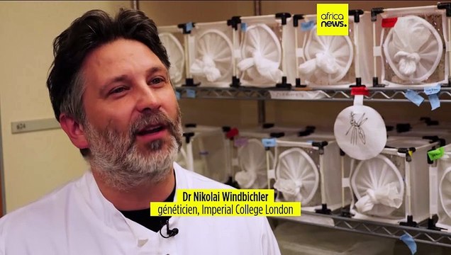 Des moustiques génétiquement modifiés pour lutter contre le paludisme