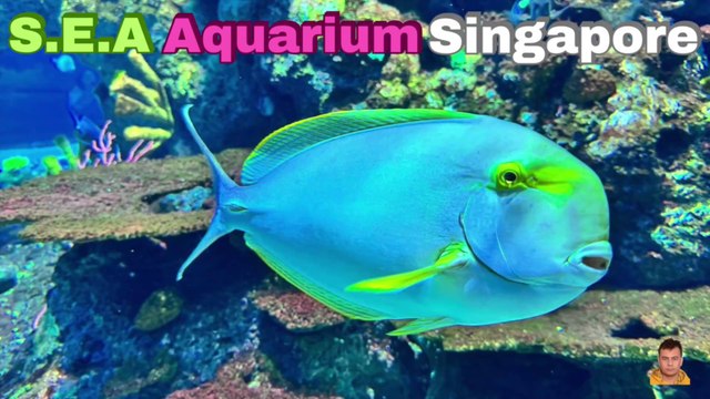Sea Aquarium Singapore Tour | Resorts World Sentosa | Singapore | Singapore Oceanarium | Saltwater Aquarium | Aquarium | 27