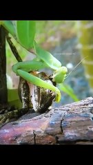 Bro died from an insect  #lizard #mantis #wildanimals #nature #natureisamazing #fyp
