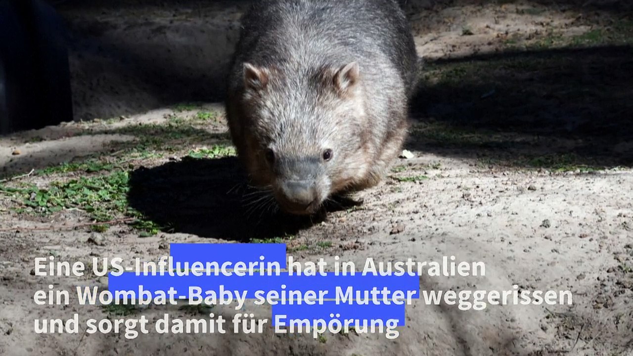 Australiens Premier: Influencerin sollte Krokodil statt Wombat nehmen