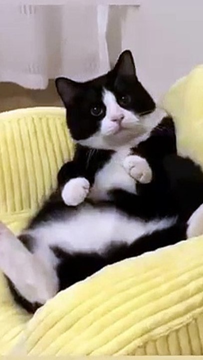 Những con lắm lông này thiệt lắm trò 🙂