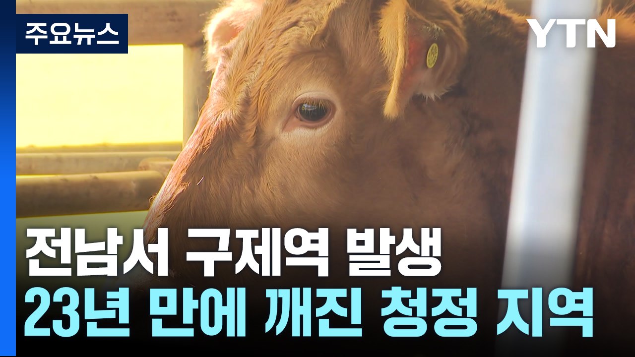 전남 영암 한우 농가 구제역 발생..."확산 차단 총력" / YTN