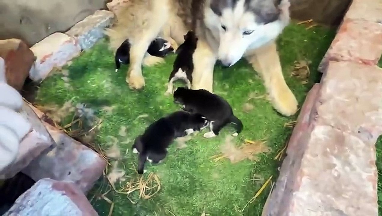 shehar mein dehat ep 156 animal mini zoo 2025 Fiona Ny Surprise de dya Khush kr Dia Es Bar