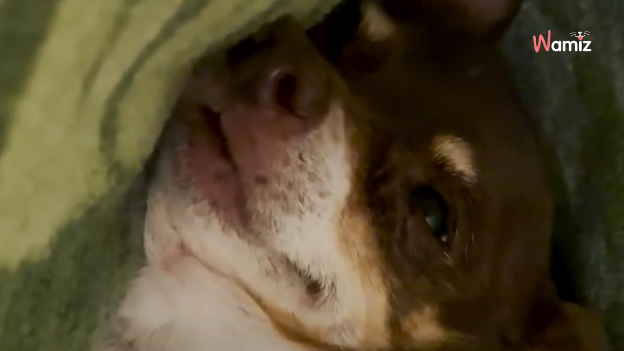 Ils pensent que le chien porte un col roulé : la terrible réalité les fait fondre en larmes (vidéo)