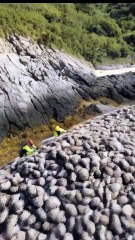 🐋✨ Amazing Rescue! Team Cleans Majestic Giant Whale Covered in Barnacles! 🔥🌊