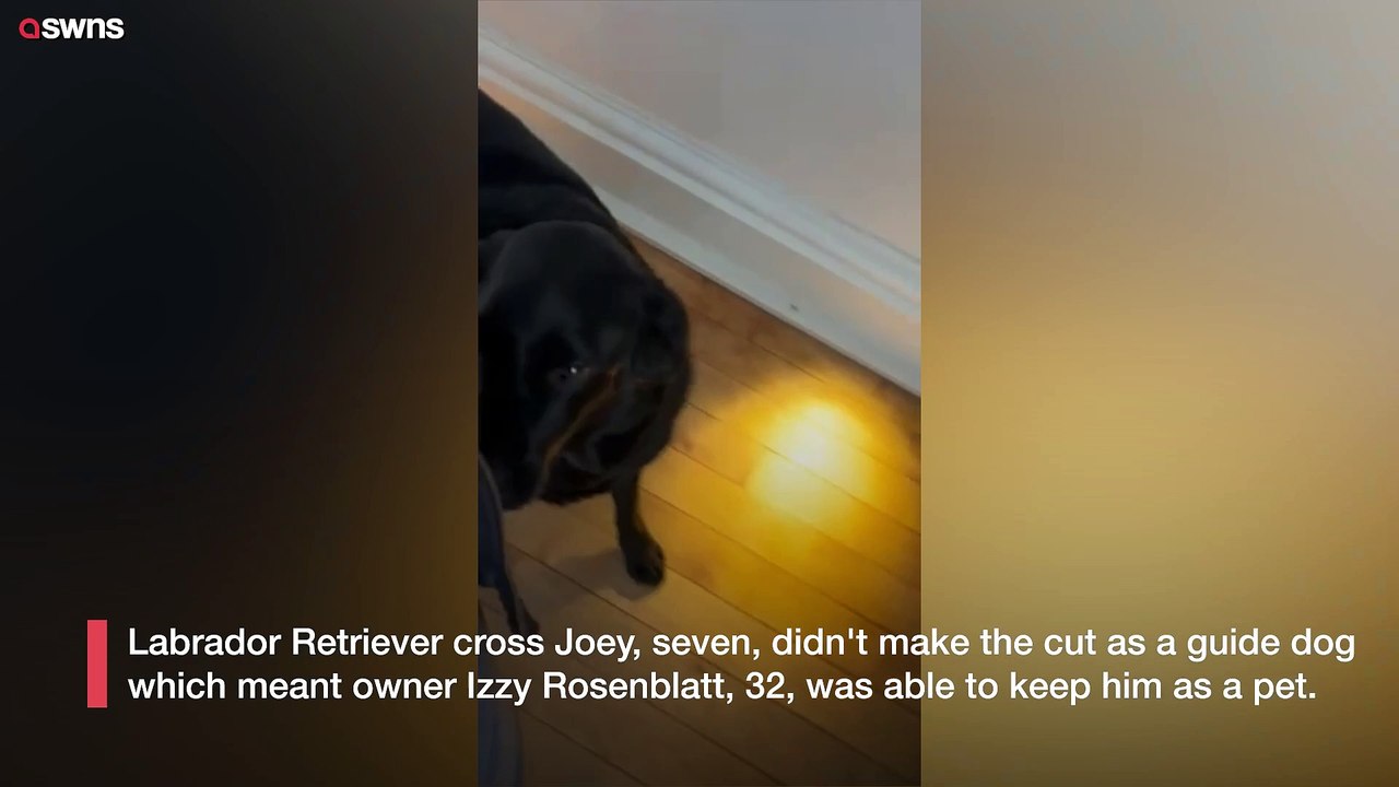 My lovely pup didn't make it as a guide dog but...