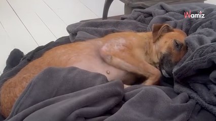 Une chienne blessée vit dans une décharge : une femme se démène pour lui offrir une nouvelle vie