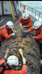 🐋✨ Rescue Team Saves Majestic Whale! Barnacle Cleanup ASMR! 🧼