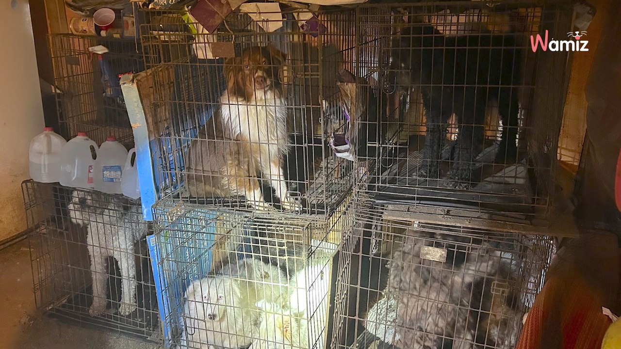 Ils découvrent de nombreux chiens abandonnés dehors, et en retrouvant la propriétaire, c'est une véritable horreur