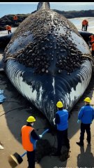 🐋✨ Rescuing a Majestic Giant! Watch as a Whale Gets a Deep Clean! 🧽🌊