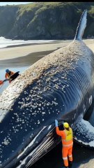 🐋✨ Incredible Rescue! Team Cleans Majestic Giant Whale Covered in Barnacles! 🚿💙