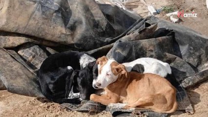 Il repère un tas de déchets inhabituels dans la rue : sa curiosité va sauver 3 âmes en danger