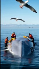 🐋✨ Epic Whale Rescue! Team Scrubs Barnacle-Covered Giant 🧽🚿 #WhaleRescue