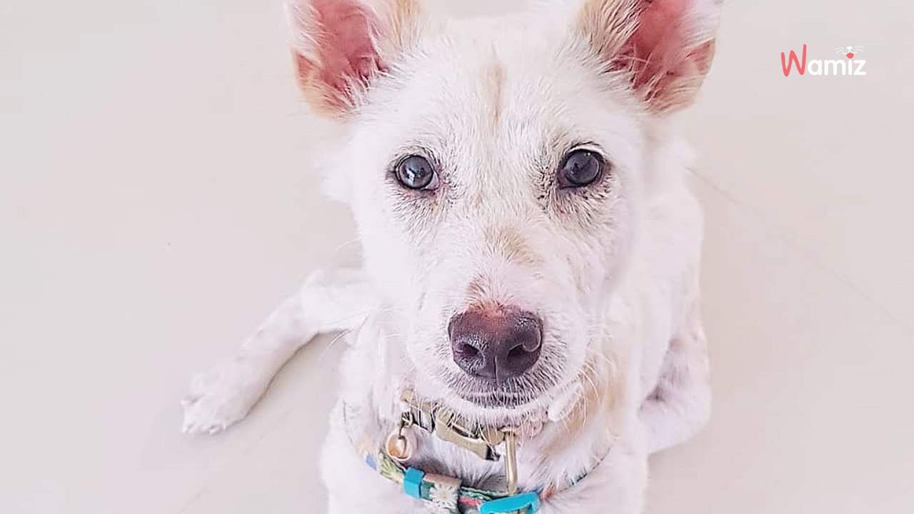 Une chienne gravement malade est trouvée dans la rue : quelques semaines plus tard, elle est méconnaissable