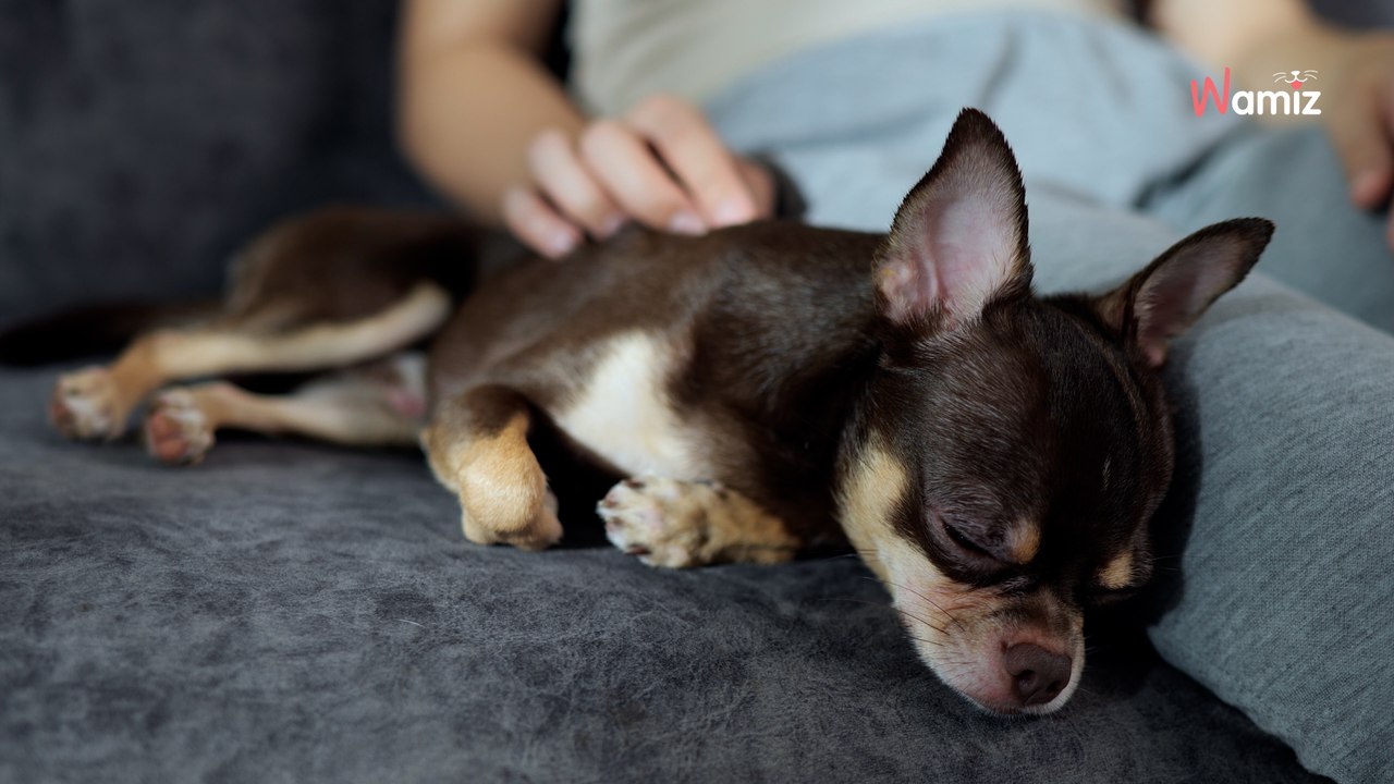 Elle s'improvise éleveur de chiens : en faisant n'importe quoi, elle conduit finalement sa Chihuahua à sa perte
