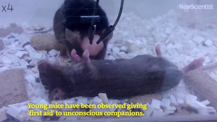 Mice seen giving 'first aid' to unconscious companions
